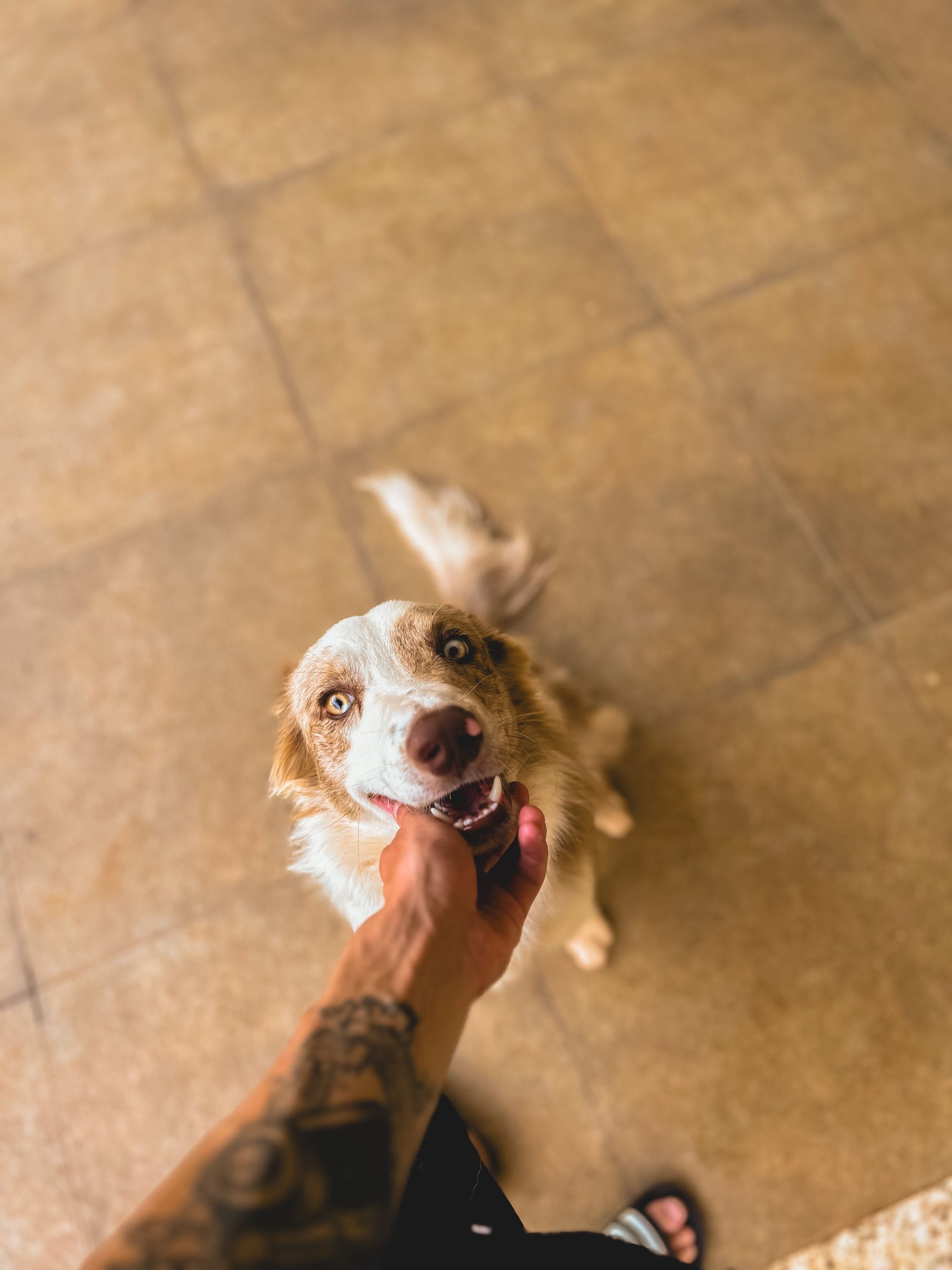 A joyful dog being pet by a tattooed man indoors on a tiled floor.